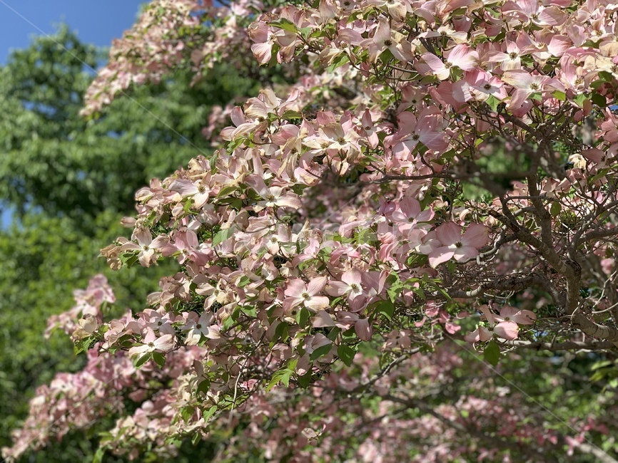 예쁜꽃,꽃,flower,분홍색,나무,분홍색꽃
