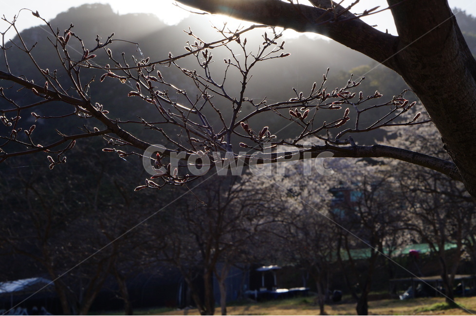 저녁,석양,노을,해,빛,나무,맑음,봄,식물,자연,plants,nature,나무,trees,wood