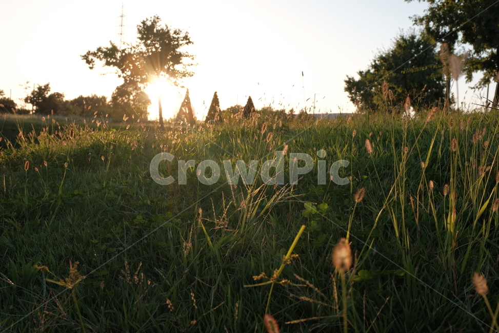 잔디,강아지풀,노을,나무,풀,저녁,자연,풍경,nature,landscape,light,빛,flare,플레어,field,들,grassland,목초지,outdoors,옥외