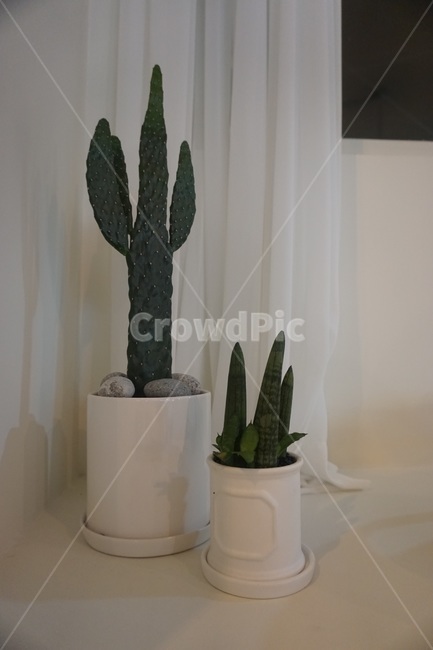 plant,cactus,선인장,화분,식물,실내용화초,화분,화초,house plant