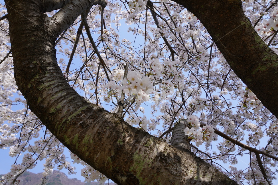 plant,나무줄기,식물,tree,나무,treetrunk,벚꽃,사쿠라,봄,4월,저수지,자연,풍경,경치,햇빛