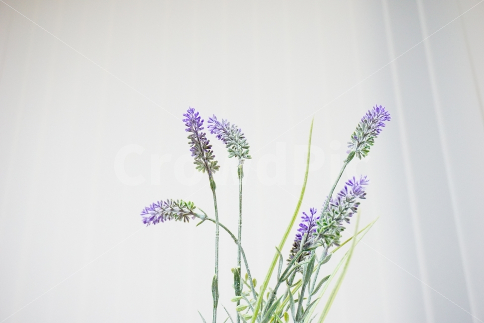 꽃,화분,조화,보라색꽃,꽃잎,식물,자연,plants,nature,꽃,flower