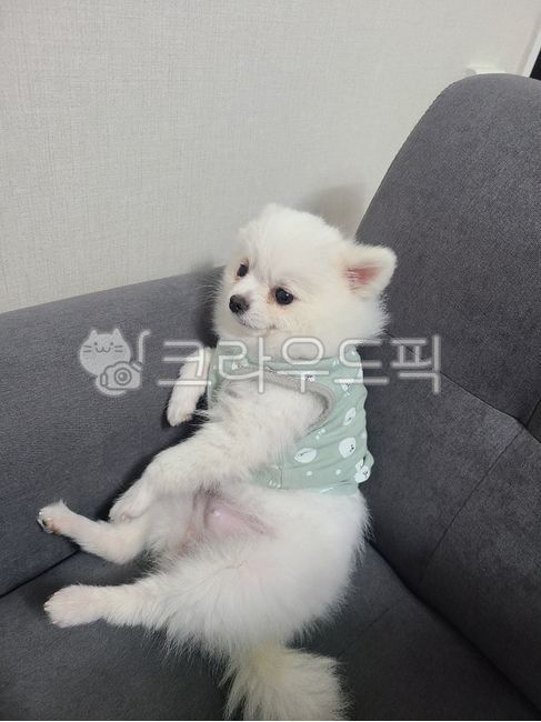 sitting puppy,form,puppy,pomeranian,sense,Cute puppy