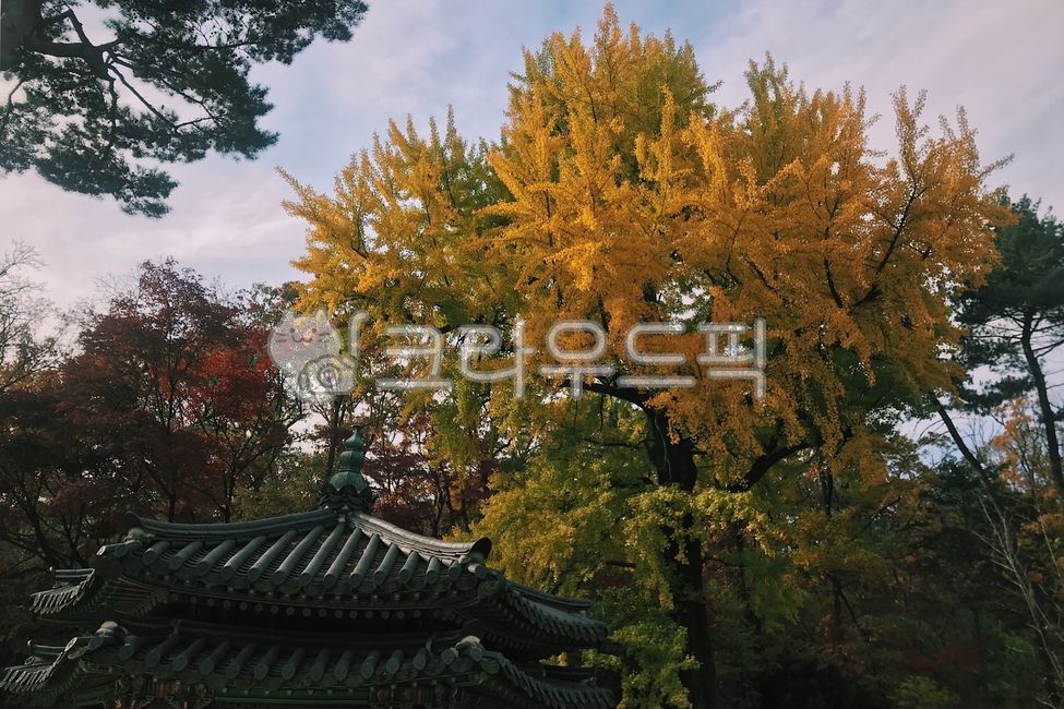 단풍,가을,경복궁,창덕궁,야경,궁,고궁,궁궐,은행나무,단풍나무,서울,풍경,자연,나무,tree,식물
