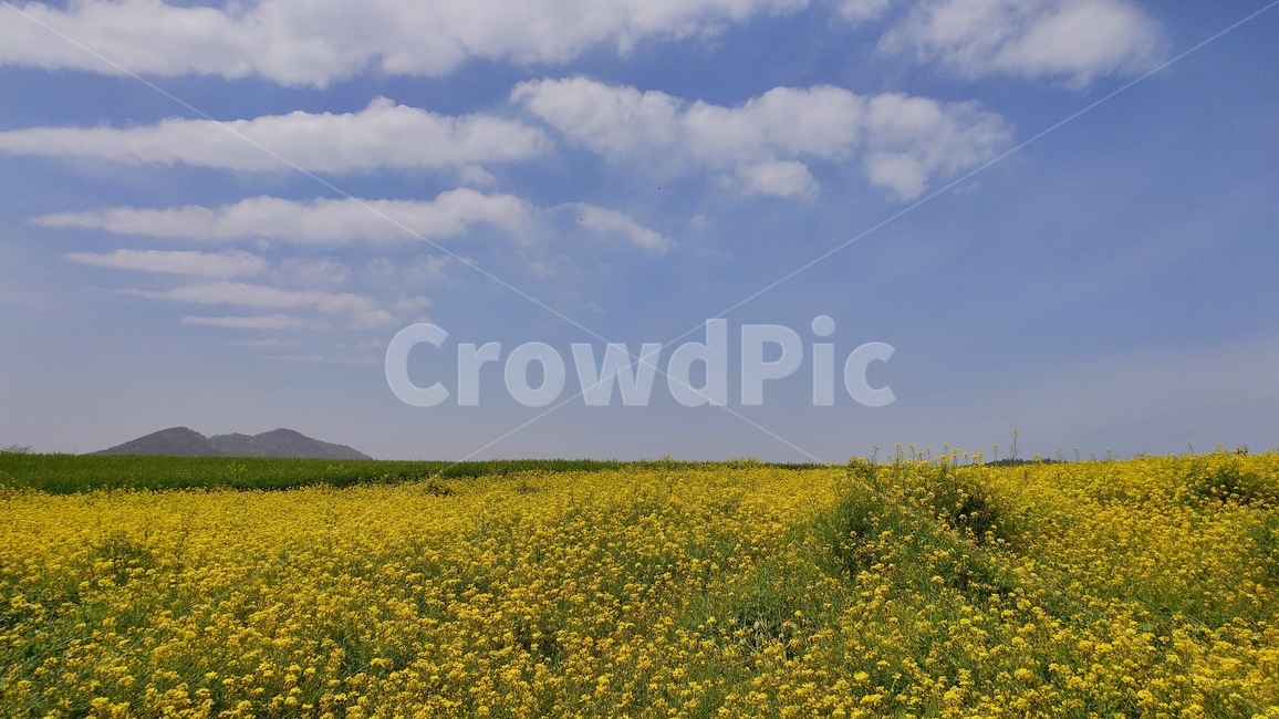 보리,하늘,초원,구름,유채꽃,푸른,풍경,landscape,sky,자연,바탕,background,들판,초록,green,청보리,노란,꽃,flower,유채꽃밭,봄,계절,spring,season,outdoors,옥외,grassland,목초지,field,들,nature