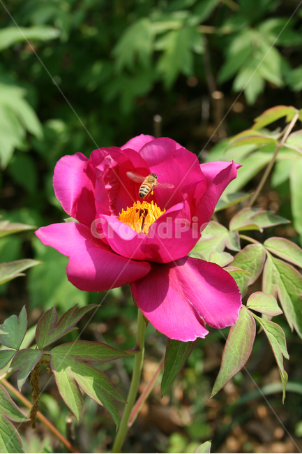 식물,flower,꽃,모란,붉은꽃,벌,식물,자연,plants,nature,꽃,flower,동물,animal,곤충,벌레,insect,bug