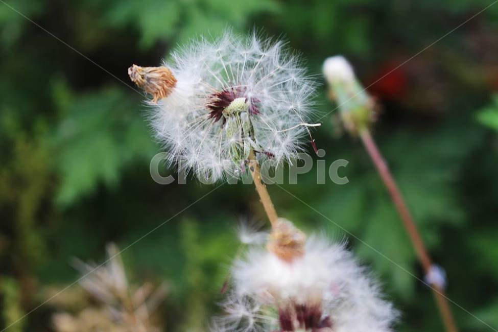 민들레,홀씨,꽃,flower,dandelion,환경,nature