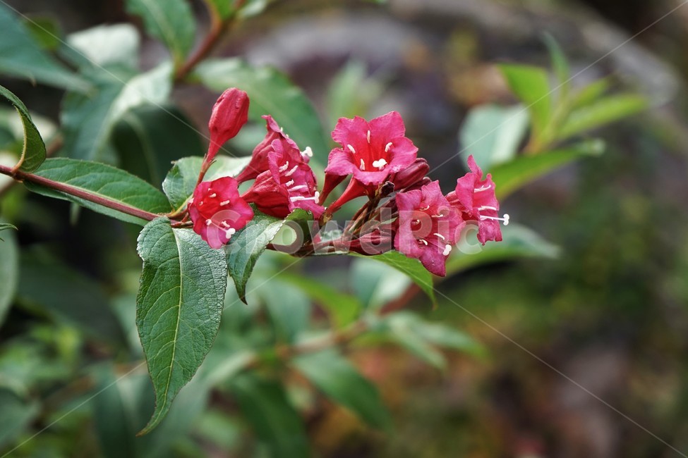 붉은병꽃나무,식물,나무,꽃,자연,weigelaflorida,plant,nature,tree,blossom,beautiful,flower,병꽃나무,분홍색,암술,수술,붉은색,식물,자연,plants,nature,꽃,flower