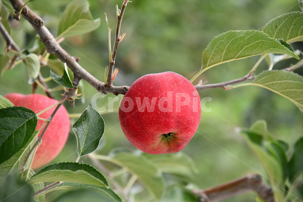 사과,과수원,과일,apple,plant,food,식품,fruit,식물,과일,열매,fruit