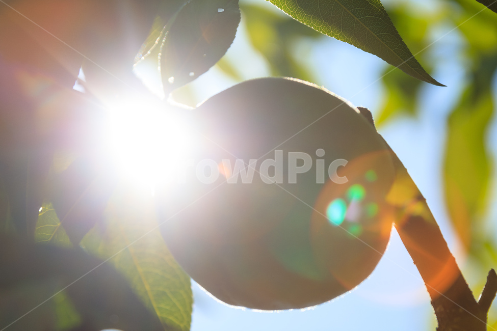 복숭아,과수원,식품,과일,수확,가을,익은,농업,과일,열매,fruit