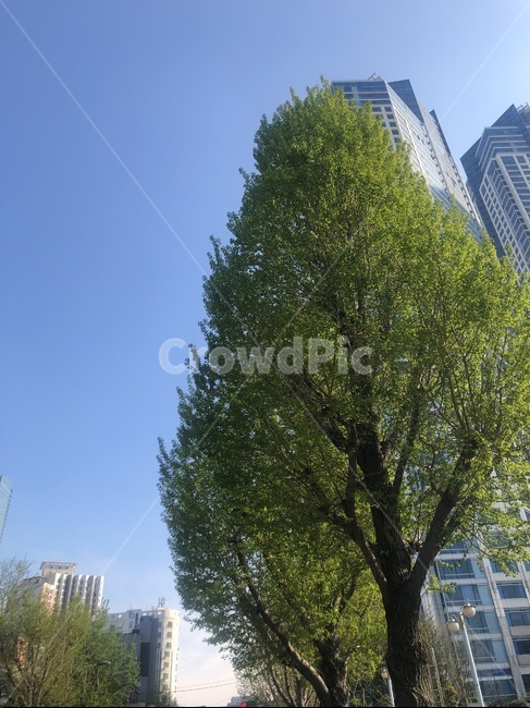 초여름,부산,여름,나무,아파트,나무와아파트,자연,배경,도심,도시,도시풍경,푸른잎,도심속자연