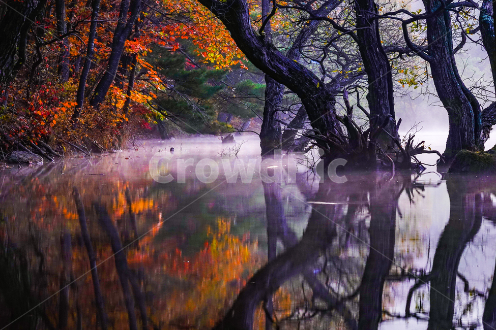 자연,water,물,저수지,반영,안개,가을,단풍,주산지,청송군,일출,나무,자연,풍경,nature,landscape