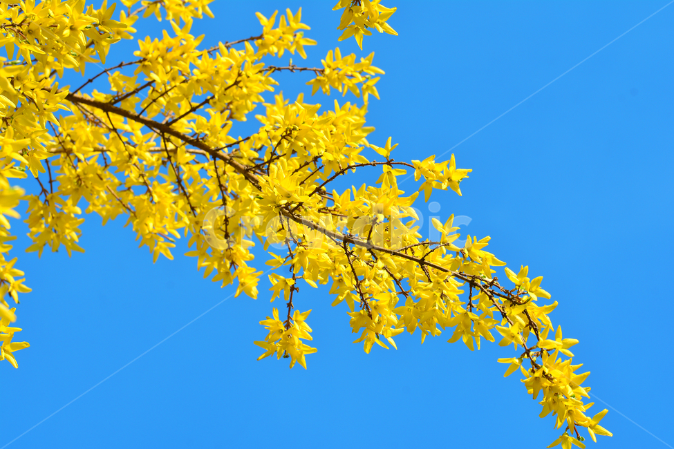 개나리,봄,화사한,노랑,파란하늘,꽃,나무,봄꽃,봄,계절,spring,season