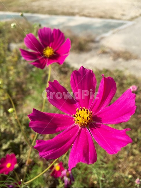 코스모스,꽃,가을,식물,풍경,배경화면,가을,계절,fall,autumn,season,식물,자연,plants,nature,꽃,flower,plant