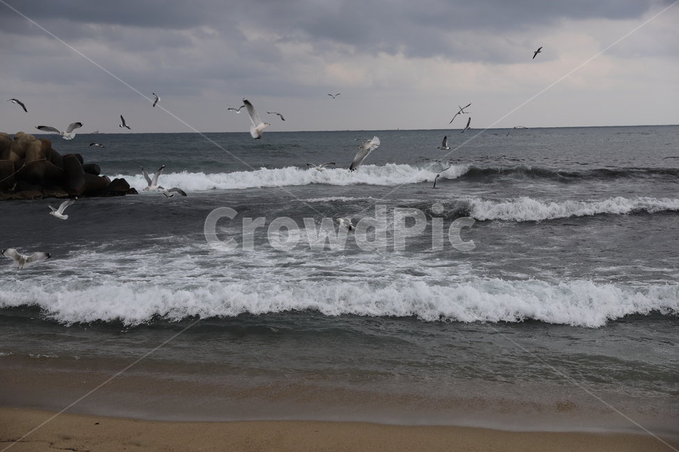 sea,바다,bird,갈매기,파도,seawaves