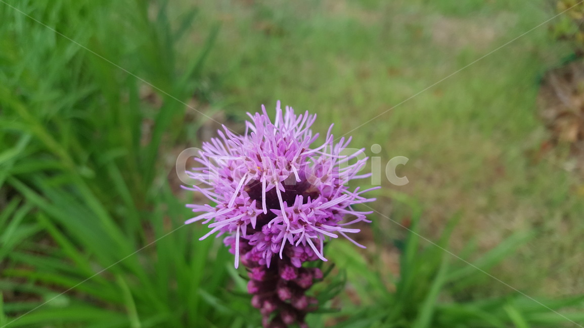 보라색꽃,야생화,flower,꽃,보라