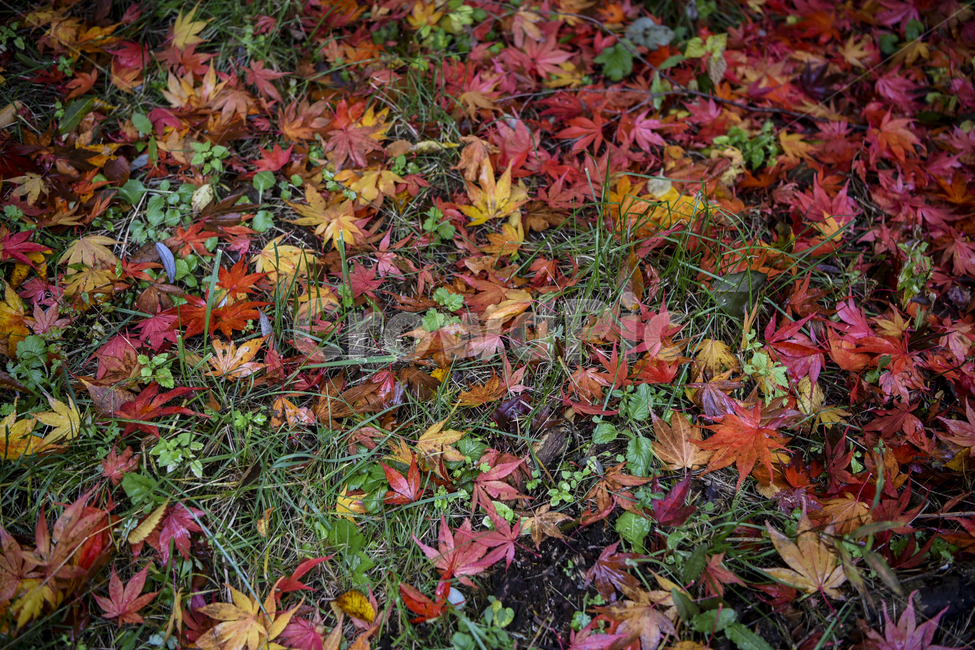 가을,단풍,가을단풍,가을풍경,한국가을,한국가을풍경,한국자연,단풍나무,단풍잎,빨간색,가을,계절,fall,autumn,season