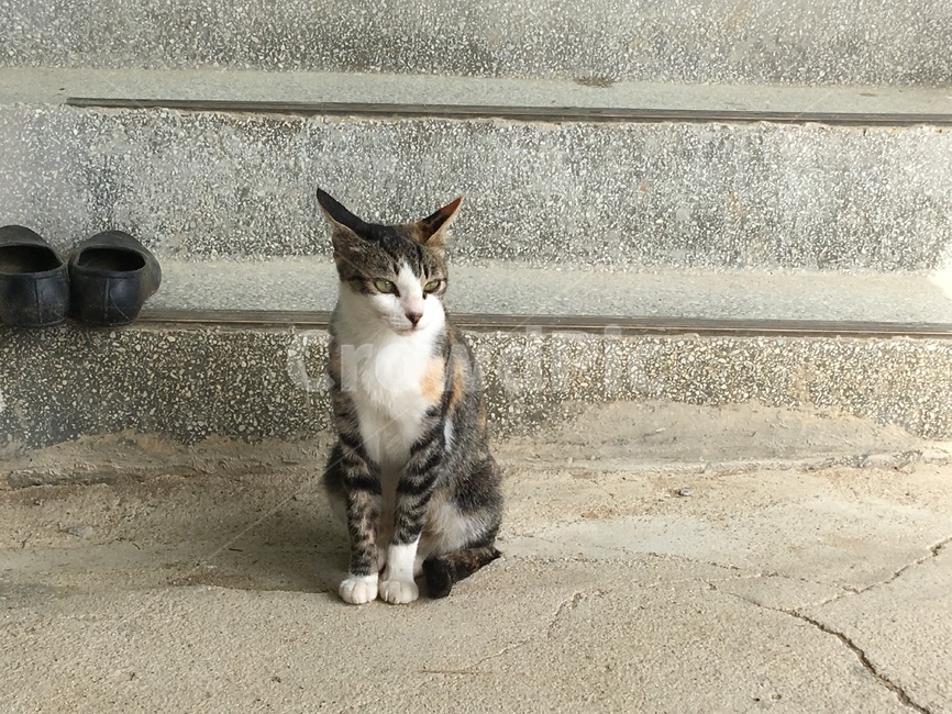 고양이,cat,길냥이,길고양이,얼룩고양이