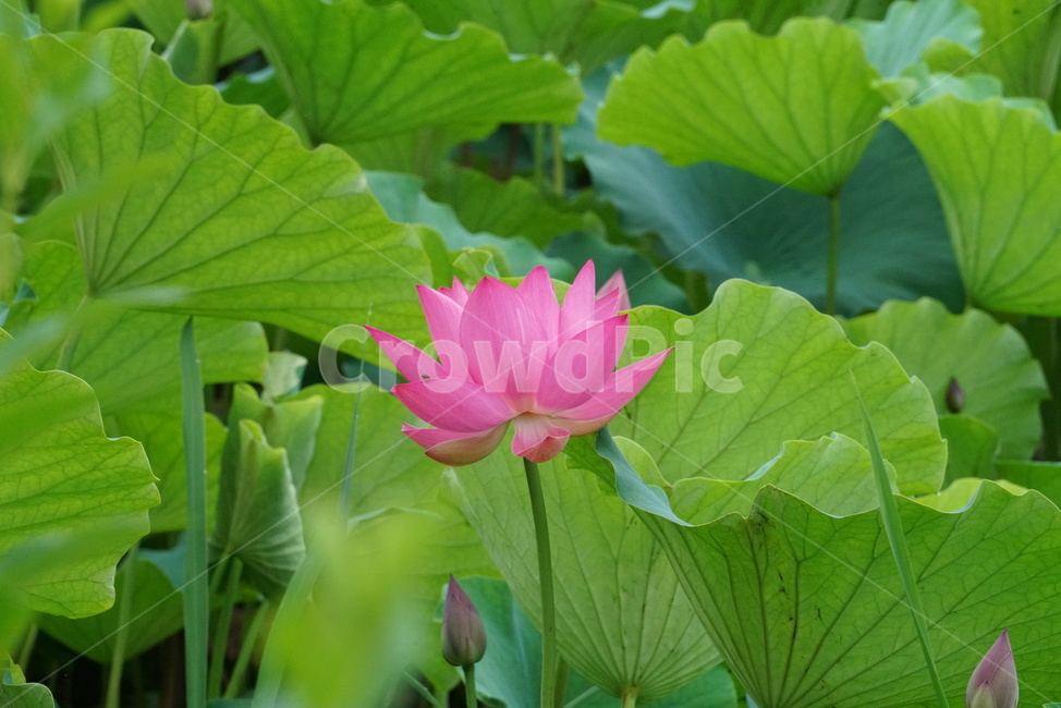 연꽃,련꽃,수초,식물,iotus,담수초,수중식물,수련과