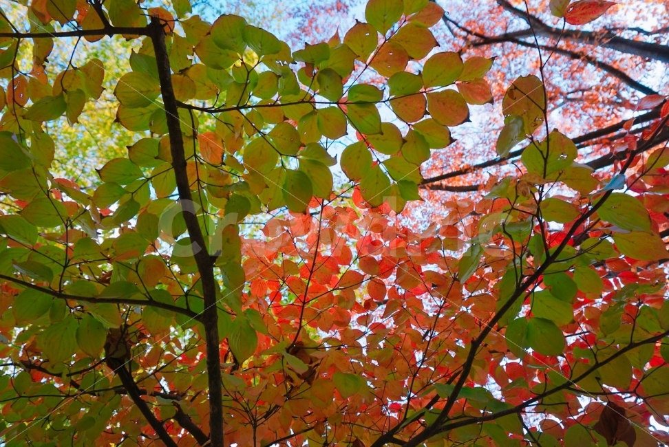 단풍,가을,나무,하늘,초록,빨강,다홍,가을,계절,fall,autumn,season,식물,자연,plants,nature,leaf,잎,plant,tree