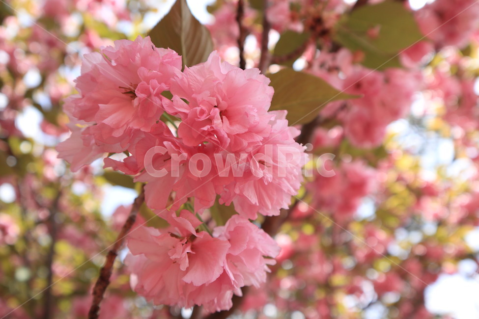 겹벚꽃,벚꽃,봄,분홍색,꽃,자연,spring,식물,만개,flower