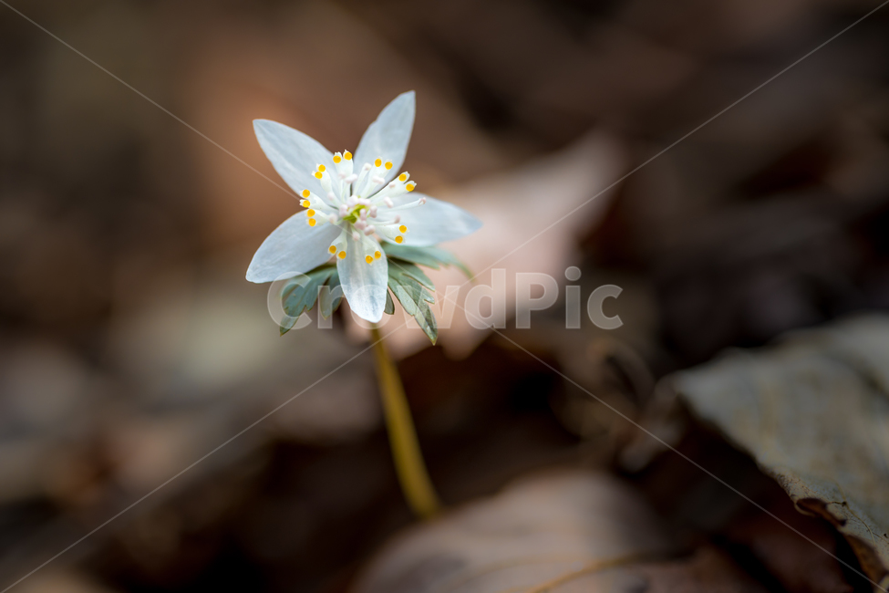 plant,식물,봄꽃,너도바람꽃,바람꽃,봄,야생화,꽃,flower