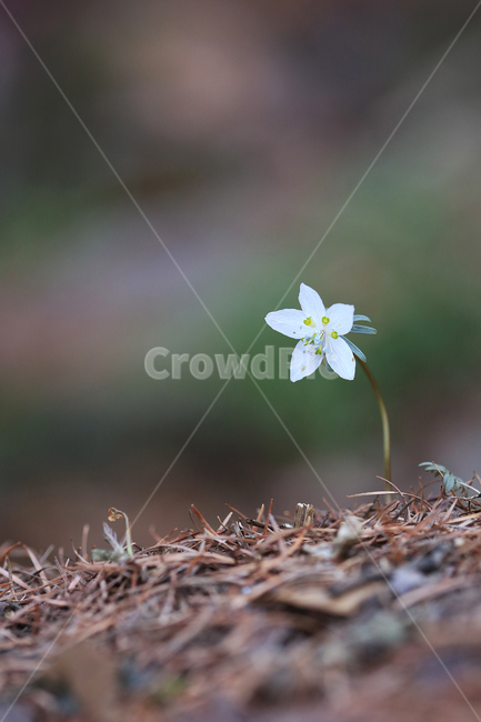 봄,꽃,야생화,변산바람꽃,바람꽃,산,spring,flower,wildflower,windflower,봄,계절,spring,season,식물,자연,plants,nature,꽃,flower,plant,blossom