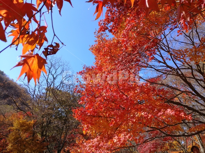 maple,단풍,단풍나무,풍경,단풍구경,가을