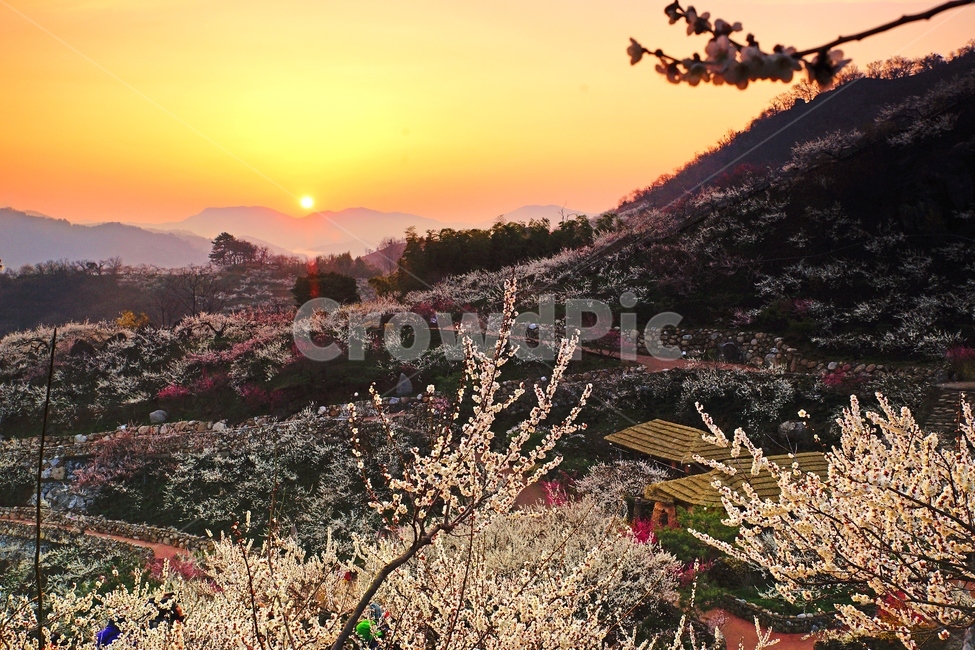 매화마을,봄,꽃,다압면,풍경,봄,계절,spring,season,자연,풍경,nature,landscape,plant,식물
