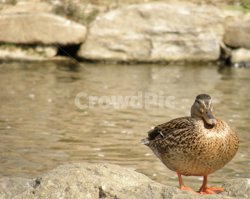 오리,조류,새,동물,duck,동물,animal,조류,새,birds