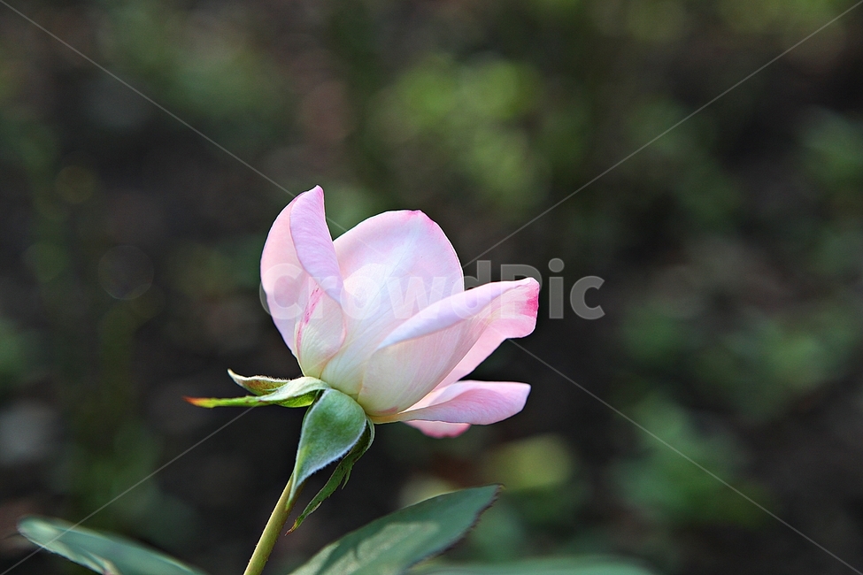 장미,장미꽃,꽃,꽃잎,가을,식물,자연,공원,식물,자연,plants,nature,꽃,flower