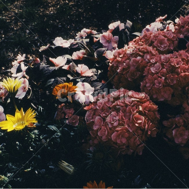 plant,식물,잎,flower,꽃,blossom,leaf,자연,색감,봄,개화,형형색색,nature,spring,식물,자연,plants,nature,꽃,flower