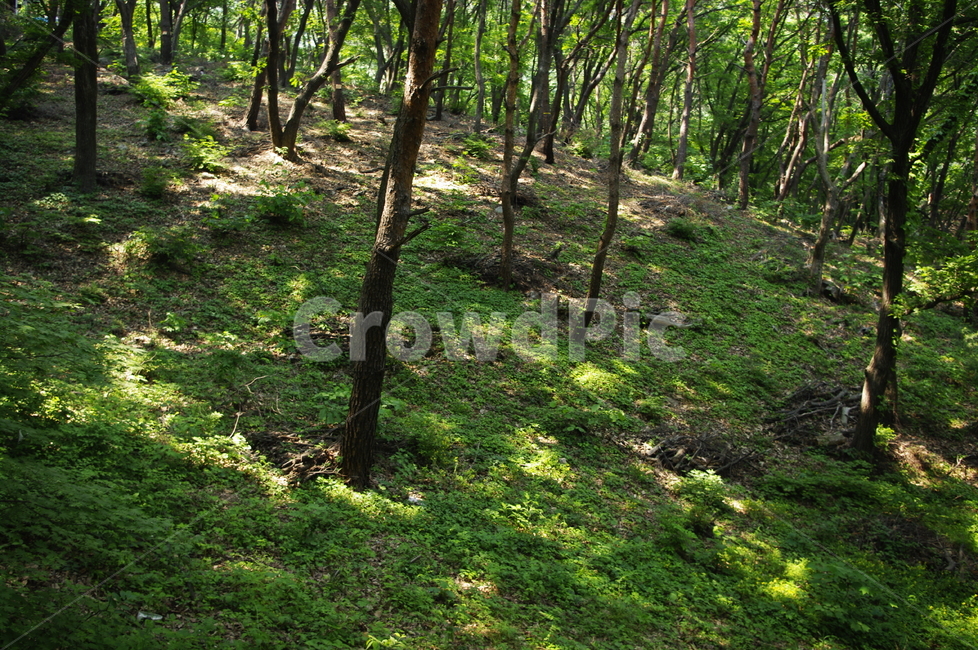 신록,초록,나무,식물,plant,자연,nature,숲,자연,풍경,nature,landscape,vegetation,초목,tree,forest,woodland,삼림지,outdoors,옥외,land,땅,ground,바닥,grove,작은 숲,tree trunk,나무 줄기