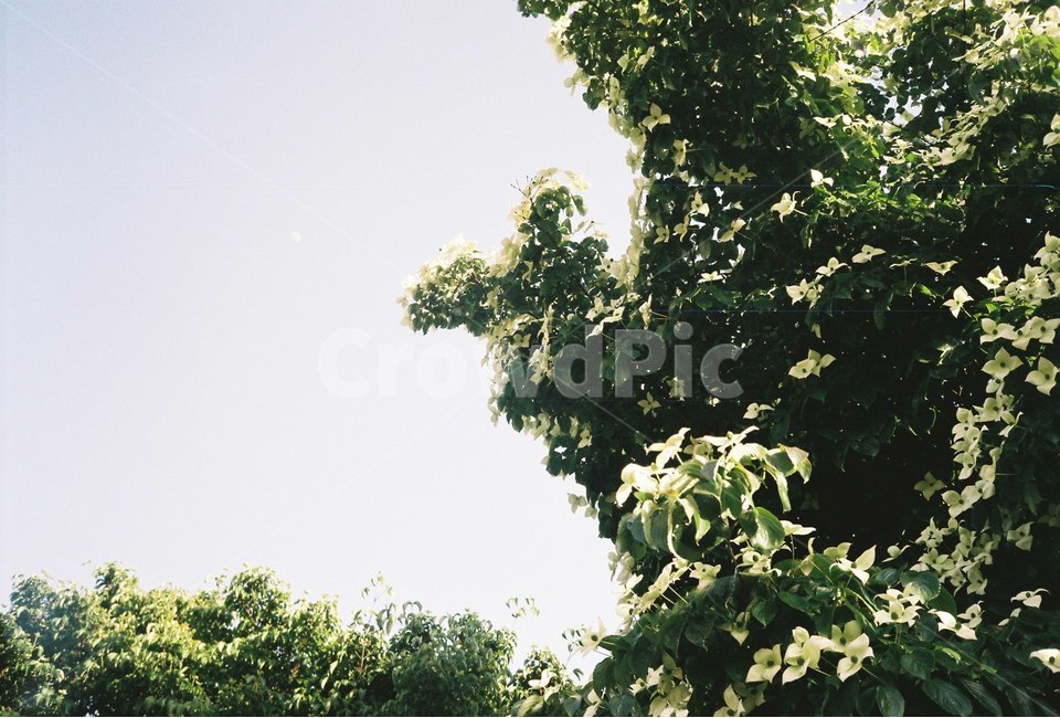 꽃,나무,감성,식물,자연,봄,자연,풍경,nature,landscape,plant,vegetation,초목,bush,부시