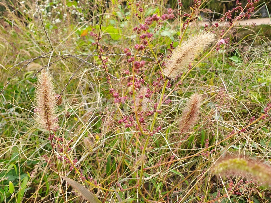 갈대,식물,plant,잔디,grass,강아지풀,식물,자연,plants,nature,꽃,flower