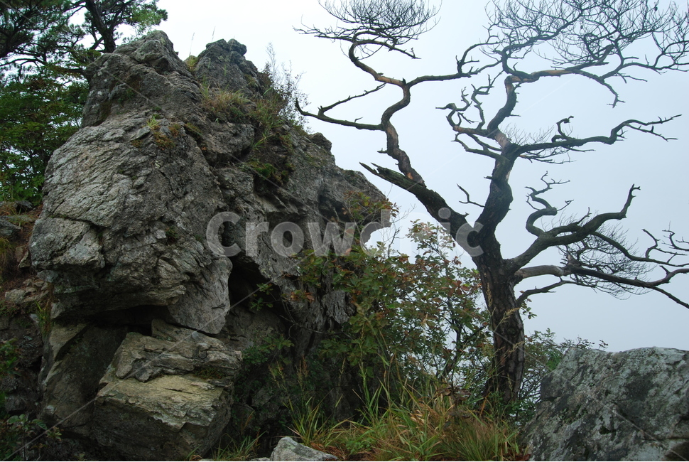 구병산,보은군,야생화,100대명산,등산로,능선,돌,자연,등산,계절,한국명산,한국등산,풍경,나무,하늘,자연,풍경,nature,landscape,한국자연풍경,한국자연경관,korea nature landscape,식물,plants,나무,trees,wood,cliff,낭떠러지,outdoors,옥외