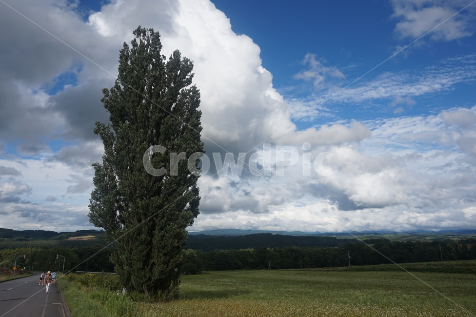 일본,홋카이도,북해도,풍경,켄과메리나무,나무,하늘,구름,자연,풍경,nature,landscape,weather,날씨,outdoors,옥외,cumulus,적운,cloud,sky