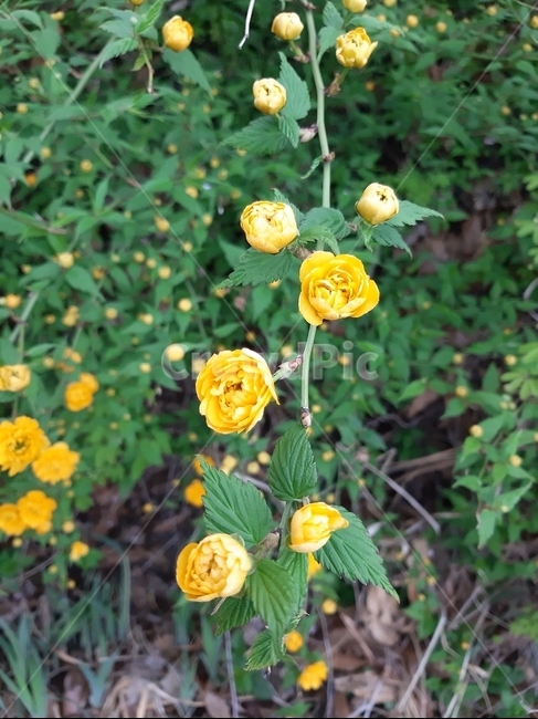 꽃,노란꽃,봄,잎,flower