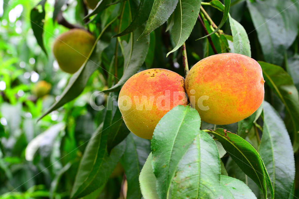 복숭아,과일,열매,달콤한,새콤한,peach,나무열매,주스,잼,통조림,황도,백도,젤리,food,음식,입맛,맛,taste,음식,식재료,요리,food,cook,meal,dishes,food reserves,과일,열매,fruit