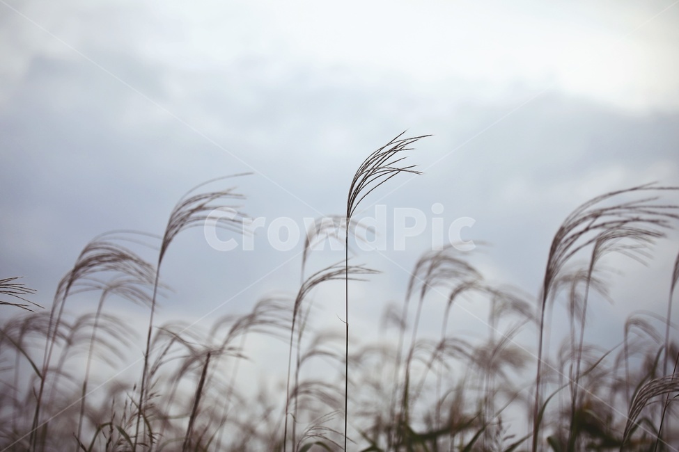 식물,갈대,reed,하늘,바람,lawn,plant,식물,자연,plants,nature