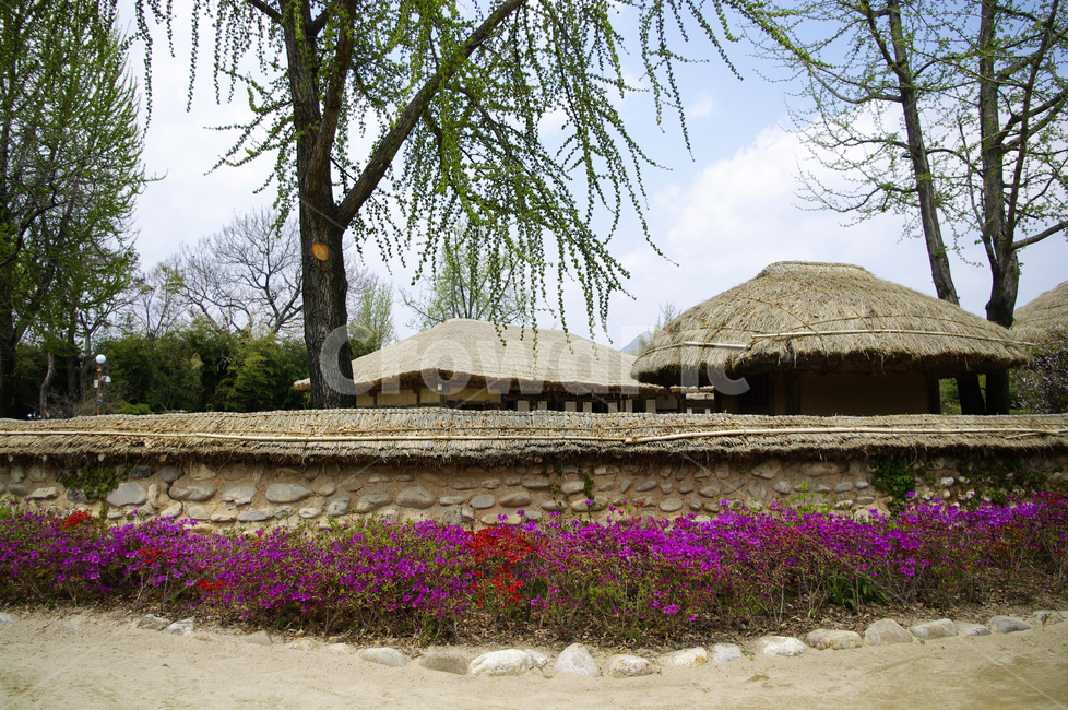 초가집,전통가옥,건축,traditional,철쭉,꽃,flower,계절,봄,spring,담장,나무,한국전통,한국문화,korean traditional,korean culture,건축물,건물외관,exterior,building,structure,architecture,construction