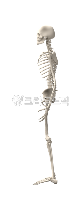 medical,education,bone structure,remains,xray,body,hip,skeleton,halloween,realistic,full body,model,scary,biology,old,png,rendering,teaching materials,system,person,science,anatomical,waist,male,full,anatomy,skeletal,isolated,back,head,medicals,skull,man,
