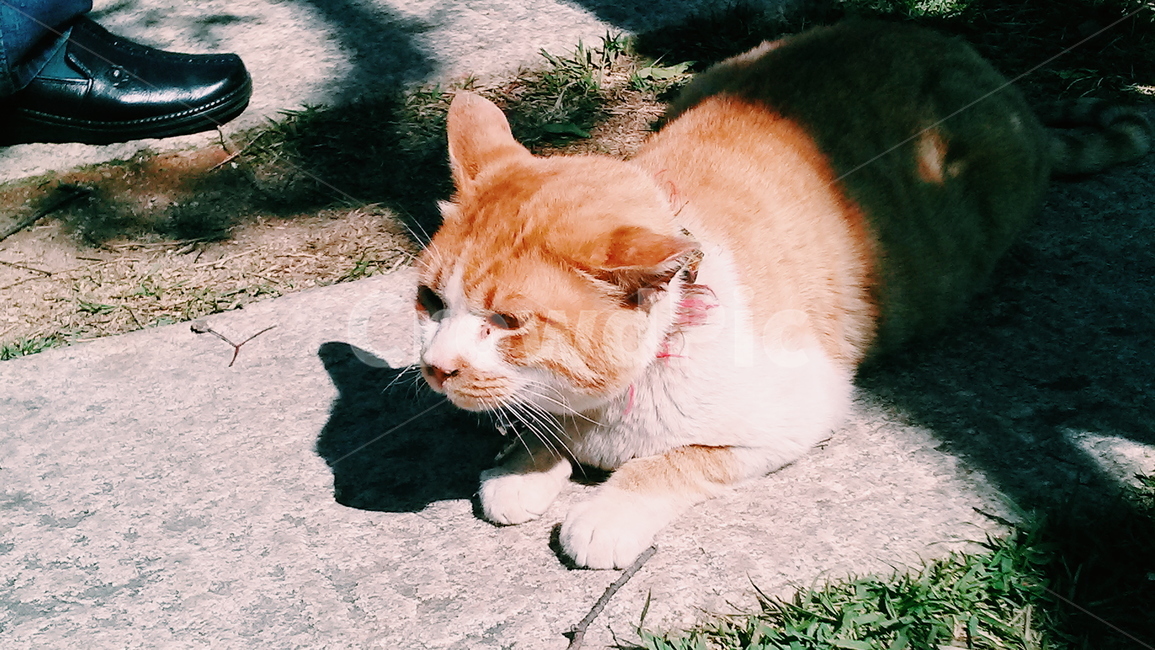 고양이,길,누워있는고양이,귀여움,길냥이,동물,animal,포유류,mammal,고양이,cat,kitten,kitty