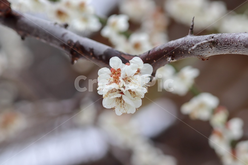 벚꽃,매화,봄꽃,눈맞은꽃,목련,식물,자연,plants,nature,꽃,flower