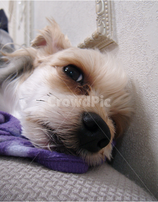 강아지,개,애견,dog,반려동물,동물,animal,포유류,mammal,개,강아지,dog,doggy