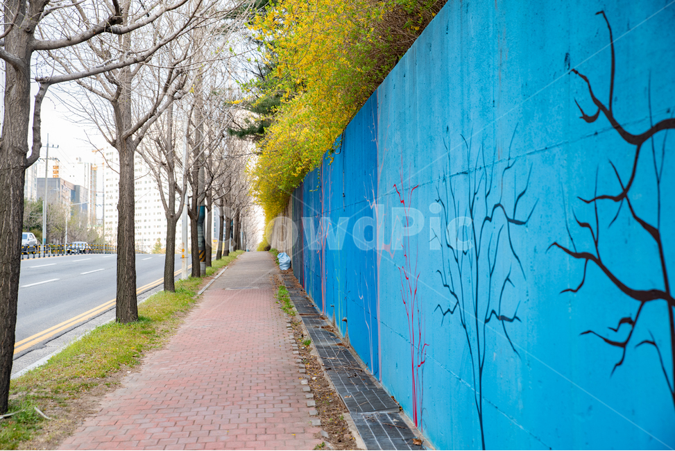 풍경,길,도보,나무,식물,개나리,꽃,봄,도시,풍경,city,landscape,path,통로,wall,벽,walkway,보도