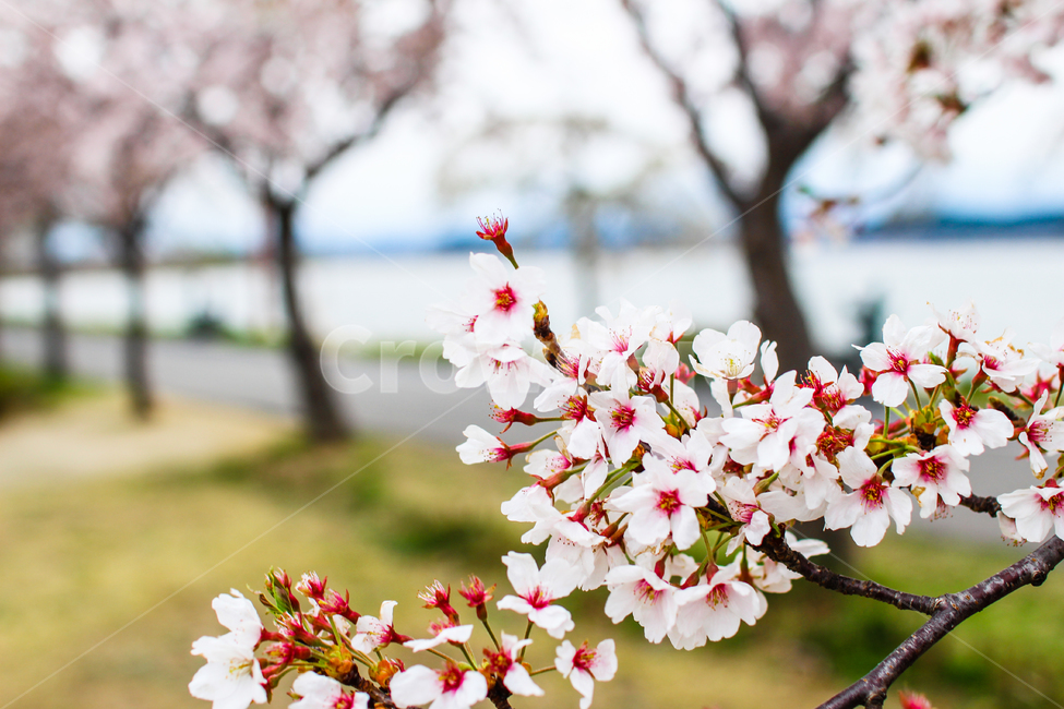 벚꽃,봄,감성,왕벚꽃,강릉경포대,경포대벚꽃,꽃,cherryblossom,flower,자연,힐링,봄,계절,spring,season,꽃,flower,plant,식물