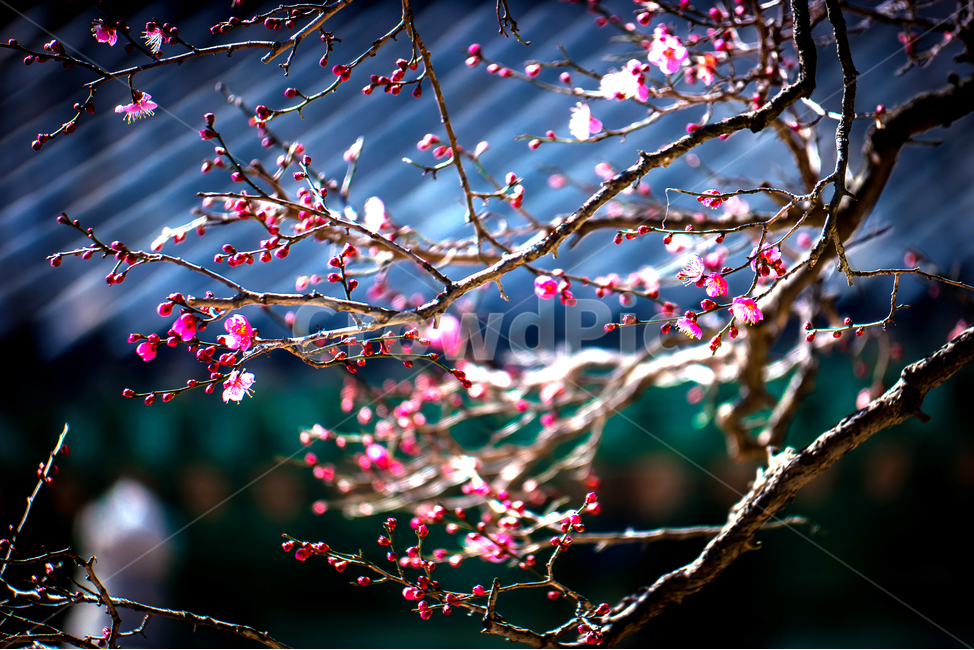 홍매화,자장매,통도사,봄,매화꽃,봄,계절,spring,season,식물,자연,plants,nature,꽃,flower