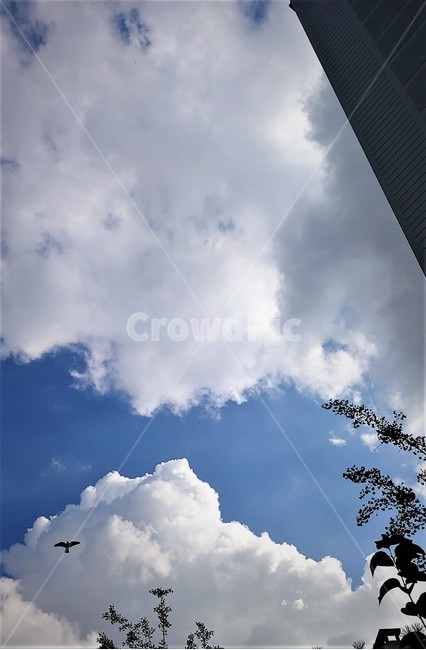 sky,맑음,환경,하늘,구름,여름,풍경,나뭇잎