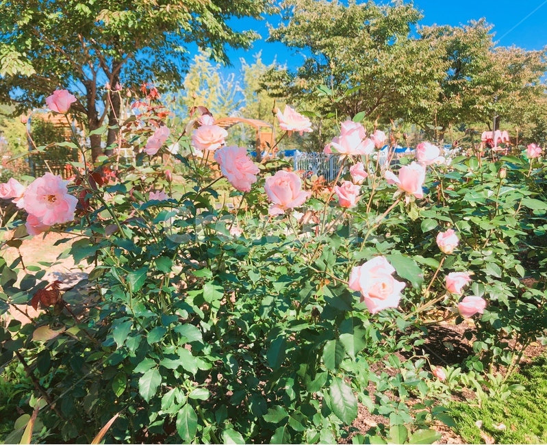 장미,장미꽃,rose,flower,bloom